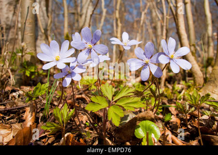 Roundlobe Hepatica Hepatica nobilis (, anemone hepatica), fleurs, Parc national du Hainich, Thuringe, Allemagne Banque D'Images