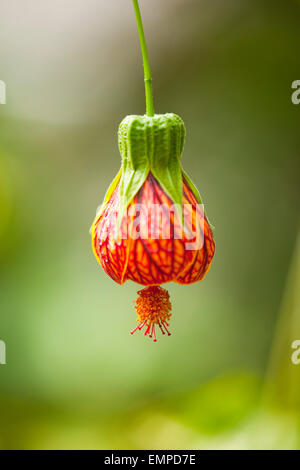 Redvein (Abutilon Abutilon pictum), fleur rouge, Basse-Saxe, Allemagne Banque D'Images