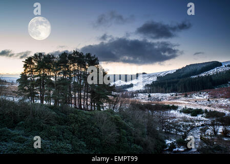 Beau paysage d'hiver avant l'aube, plus de forêt en campagne Banque D'Images