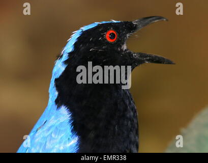 Fée asiatique spunky-Bluebird (Irena puella) en chanson Banque D'Images