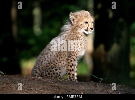 Bébé Guépard (Acinonyx jubatus) cubs joliment assis dans les derniers rayons de soleil Banque D'Images