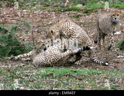 Oursons Guépard (Acinonyx jubatus) jouer et batifolent Banque D'Images