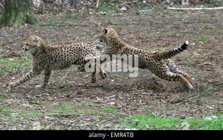 Bruyant et Cheetah cubs (Acinonyx jubatus) la chasse et la poursuite de l'autre Banque D'Images