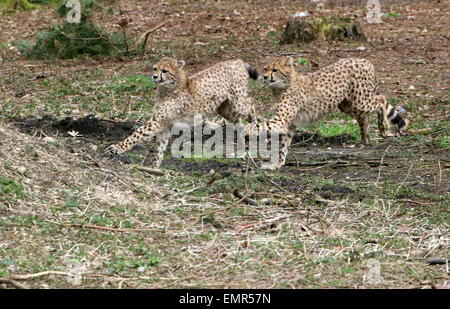 Rowdy Cheetah cubs (Acinonyx jubatus) chassant les uns les autres Banque D'Images