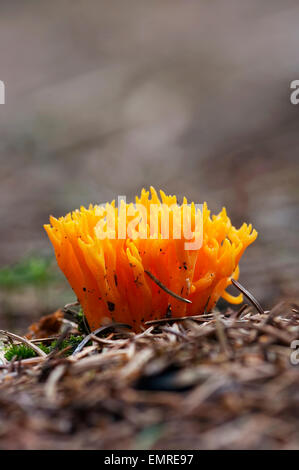 Champignon - champignon club - Champignon de corail jaune Banque D'Images