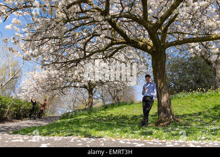 Un homme habillés en utilisant un téléphone mobile à l'ombre d'un prunellier arbre sur une journée ensoleillée, Glasgow, Écosse, Royaume-Uni Banque D'Images