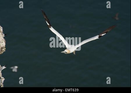 Un fou de Bassan (Morus bassanus) en vol à Bempton Cliffs dans l'East Yorkshire Banque D'Images