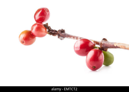 Les grains de café rouge sur une branche du caféier, mûr et petits fruits pas mûrs isolé sur fond blanc Banque D'Images