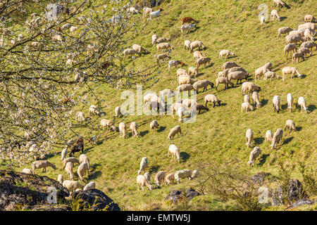 Les moutons agneaux, chèvres au printemps, ils se nourrissent de la colline, juradistl l'Europe Allemagne Bavière agneau naturel nature meilleure santé m Banque D'Images