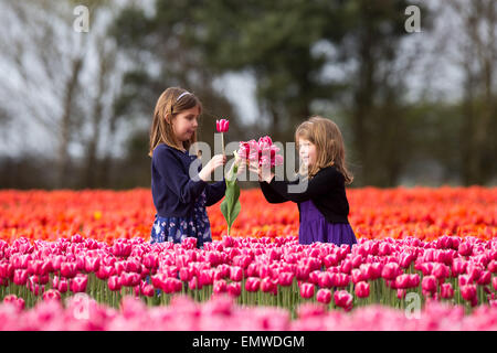 Deux jeunes filles choisir tulipes dans un champ près de King's Lynn, Norfolk . Banque D'Images