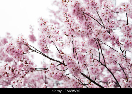 Pendant la floraison des cerisiers en fleur au Japon saison Sakura Banque D'Images