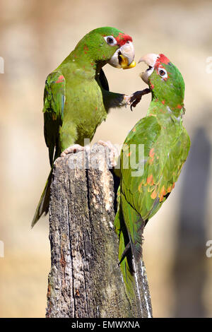 Deux perruches, assemblé à onglet ou Aratinga mitrata mitrata Psittacara, sur bois poster de manger un fruit Banque D'Images