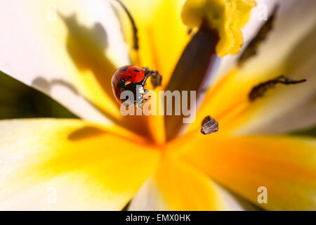 Leeds, UK. Apr 23, 2015. Avec une belle journée de printemps chaude touche à sa fin cette coccinelle a été repéré sur une fleur de tulipe tulipes complétant les couleurs riches prises le 23 avril 2014 à Leeds, West Yorkshire. Crédit : Andrew Gardner/Alamy Live News Banque D'Images