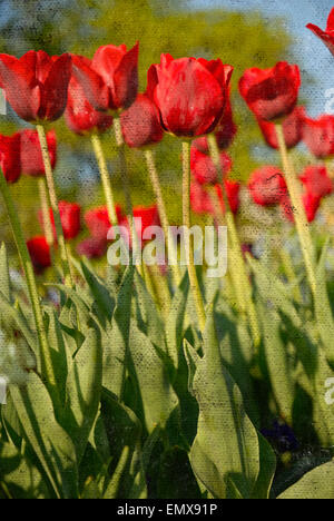 Tulipes rouges avec incrustation de texture grunge, en détresse, ce qui ajoute à l'effet patiné vieilli ou la photo. Banque D'Images
