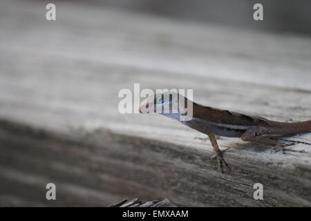 lézard Gecko Banque D'Images