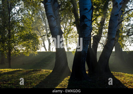 Premier Soleil sur les arbres à travers le brouillard du matin Banque D'Images