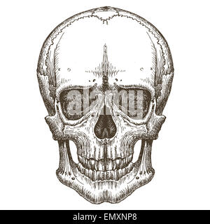 Skull logo vector modèle. la mort, de la maladie ou de l'icône de zombie. Banque D'Images