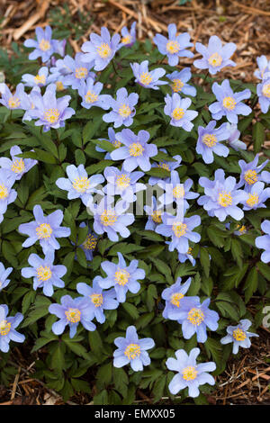 Fleurs bleu-violet du formulaire sélectionné de l'anémone des bois Anemone nemorosa, 'Allenii" Banque D'Images