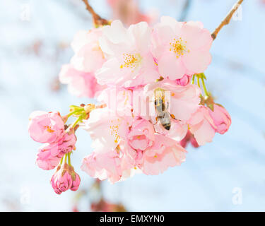 Abeille pollinisant printemps fleurs fruits du verger jardin et obtenir le nectar et le pollen de fleurs rose fleur de printemps Banque D'Images