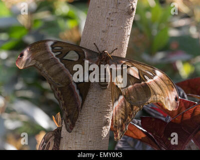 Dans un jardin de papillons Banque D'Images