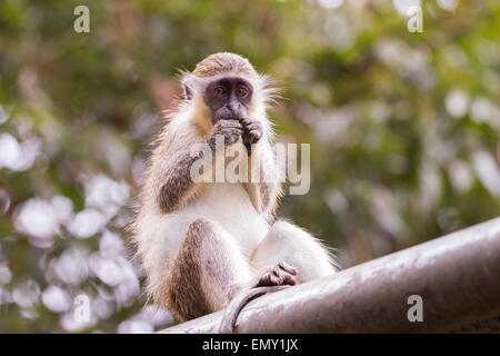 Green monkey manger en Barbade Banque D'Images