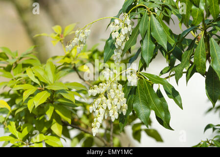 Pieris japonica floraison d'andromède (Japonais) Banque D'Images