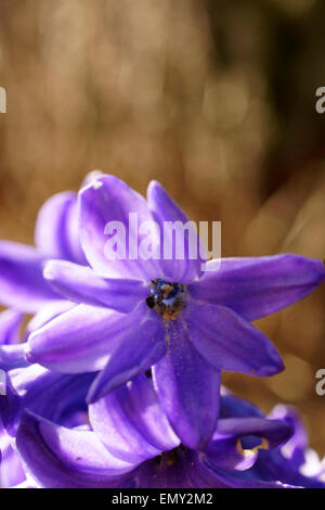 Jacinthe jardin Banque D'Images