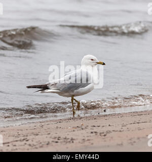 Seagull close up debout sur la plage de sable près de l'eau, brouillard format carré Banque D'Images