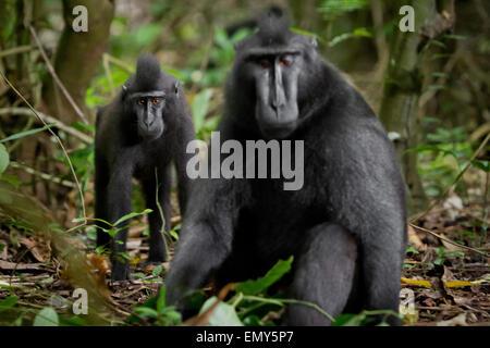 Un jeune Sulawesi créa un maque noir au premier plan d'un individu plus âgé dans la réserve naturelle de Tangkoko, au nord de Sulawesi, en Indonésie. Banque D'Images