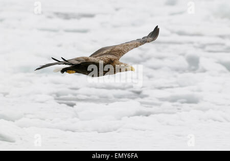 Pygargue à queue blanche volant au-dessus de la glace du détroit de Nemuro dérive à quelques milles au nord-est de Hokkaido, Japon. Banque D'Images