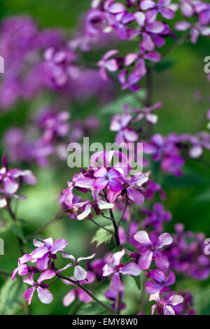 Lunaria annua, appelé l'honnêteté ou l'honnêteté annuel Banque D'Images