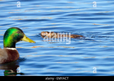 Rat brun Rattus norvegicus se nourrissant au bord d'un étang de canard mangeant des morceaux nourris aux canards Norfolk UK Banque D'Images