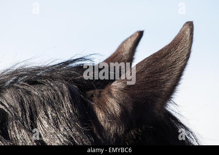 Les oreilles du cheval contre le ciel Banque D'Images