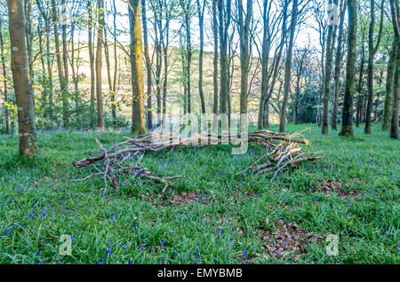 De superbes sculptures naturelles en idless Cornwall jacinthes des bois à england uk Banque D'Images