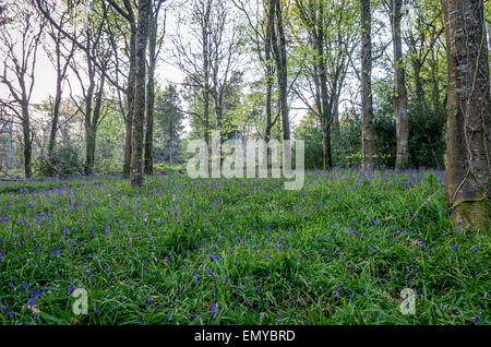 En bois Bluebell Idless cornwall england uk Banque D'Images