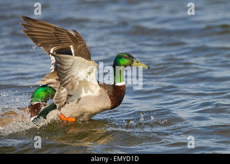 Mallard Anus platyrhyncha combats deux Drakes Banque D'Images