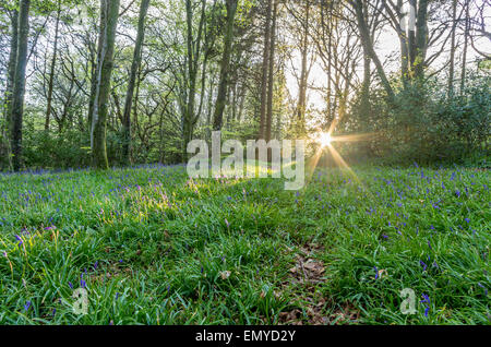 La lumière du soleil en idless woods à Cornwall england uk avec bluebells Banque D'Images