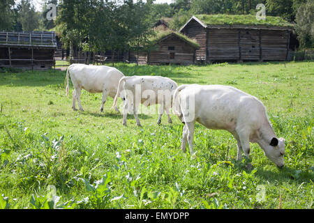 Trois vaches, Norvège Banque D'Images