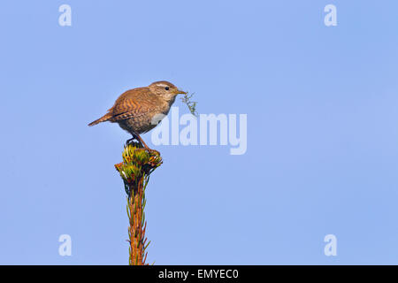 Wren Troglodytes troglodytes transportant le matériel du nid Banque D'Images