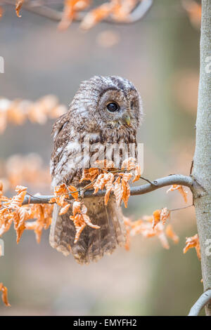 Tawny Owl (Strix Aluco enr) perché sur une branche avec des feuilles de couleur automne Banque D'Images