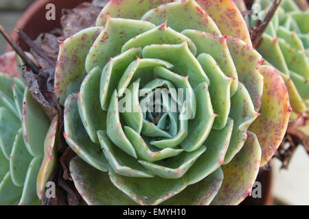 Echeveria bleu ou Crassulaceae Banque D'Images