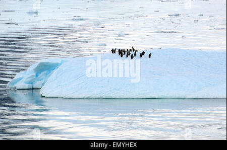 Manchots sur un iceberg flottant de la péninsule Antarctique Antarctique Banque D'Images