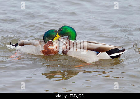 Mallard Anus platyrhyncha printemps combat Drakes Banque D'Images