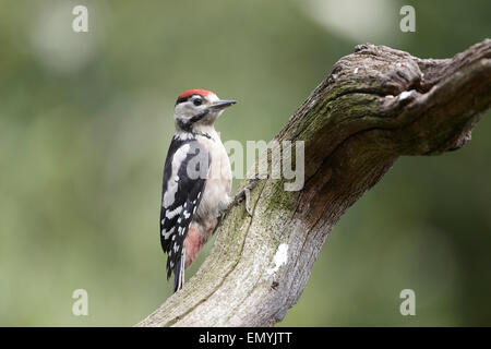 Grand Pic mar Dendrocopos major, avec les jeunes, tous les couronne rouge, UK Banque D'Images