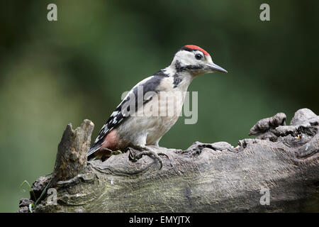 Grand Pic mar Dendrocopos major, avec les jeunes, tous les couronne rouge, UK Banque D'Images