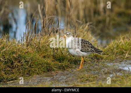 Mâle adulte Ruff Philomachus pugnax en hiver Banque D'Images