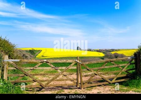 Des champs de colza jaune sur la péninsule de rame à Cornwall Banque D'Images