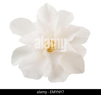 Camellia flower isolated on white Banque D'Images