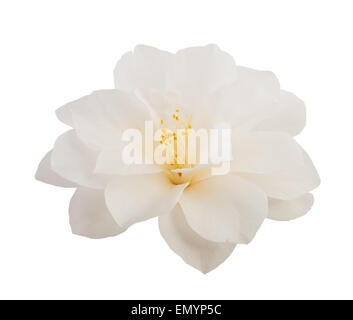 Camellia flower isolated on white Banque D'Images