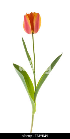 Tulip flower isolated on white background Banque D'Images